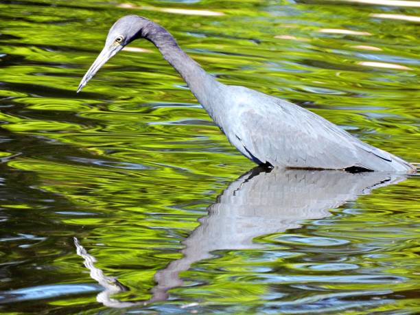 istock Little Blue Heron (Egretta caerulea) in the Florida wetlands 1296753019
