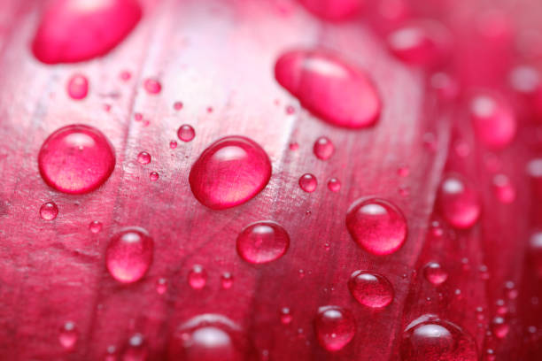 Macro shot of red onion with water drops.