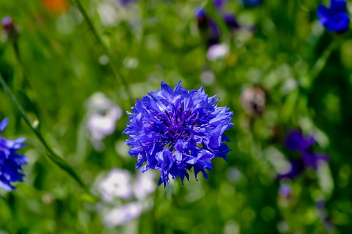 The corollas get their blue color from anthocyanidin and the very sensitive cyanidin. The latter dye is actually red, but appears blue here due to an iron-magnesium-calcium complex. The petals fluoresce under ultraviolet radiation and are thus conspicuous from a distance. The marginal tubular flowers are enlarged as show flowers, they are brilliant deep blue and sterile.