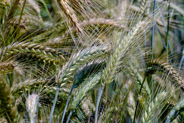 зерновой крест пшеницы и ржи, triticale, x triticale, x triticosecale - triticum aestivum x secale cereale - бавария, германия, европа - sweet grass стоковые фото и изображения