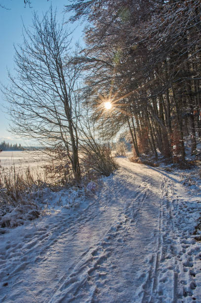 istock Winter day in the forest. Sun beams falling through the trees on a sunny winter day. 1296754603