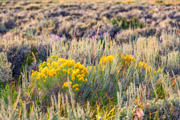 High desert sagebrush and creosote bushes through a trail. Taken in Miners Delight Wyoming