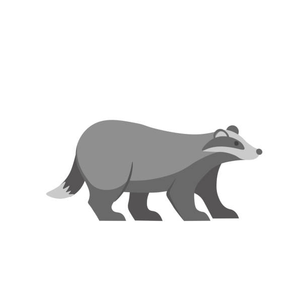 Cartoon badger on a white background.Flat cartoon illustration for kids. Cartoon badger on a white background.Flat cartoon illustration for kids. meles meles stock illustrations