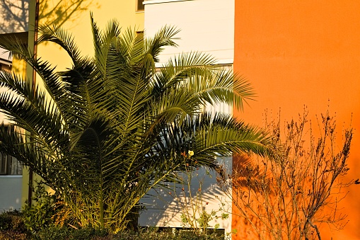 An ornamental plant in a garden of a yellow, orange and white residential building (Marche, Italy, Europe)