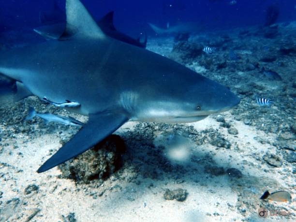 istock Bull shark stalks ocean floor 1296757050
