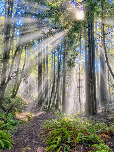 istock Sun rays in redwood forest on northern California - Dramatic 1296757113