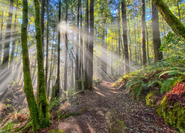 istock Sun rays in redwood forest on northern California - Dramatic 1296757120