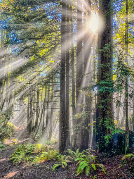 istock Sun rays in redwood forest on northern California - Dramatic 1296757125