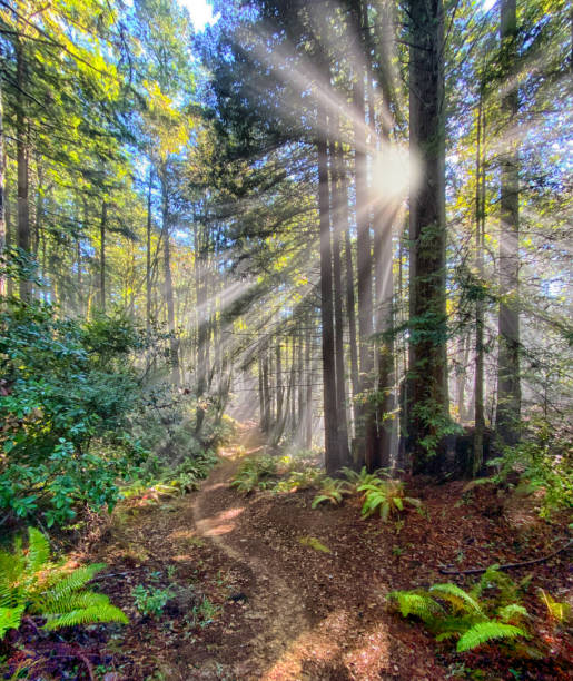 raggi solari nella foresta di sequoie nel nord della california - drammatico - vertical forest national forest woods foto e immagini stock