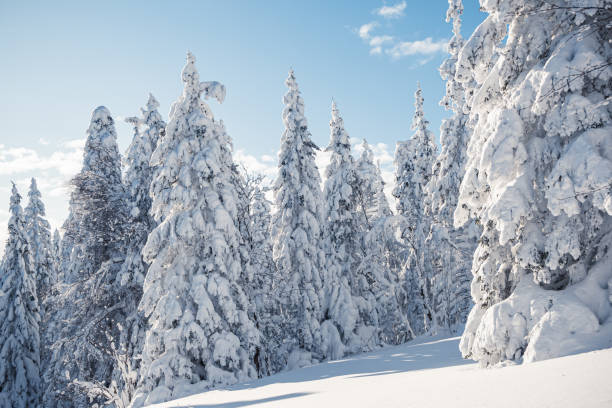 istock Fir branches covered with rime. Winter nature, snowy forest 1296757919