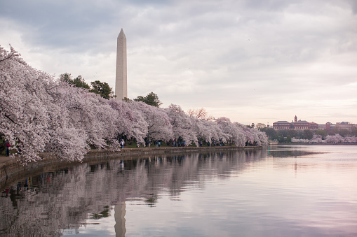 Blooming pink cherry trees by the Tidal Basin. Long exposure made the lake surface smooth and reflective of different colors. The Washington Monument rises in the distance. The sky is covered with dark clouds, soon there will be a thunderstorm. Spectacular time. Evening. April 2015. West Potomac Park. Washington DC. USA
