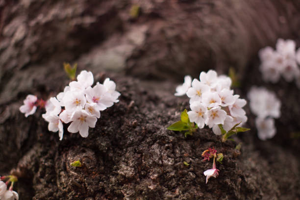 istock Spring in Washington DC: cherry flowers close-up on the tree trunk in West Potomac Park 1296758769