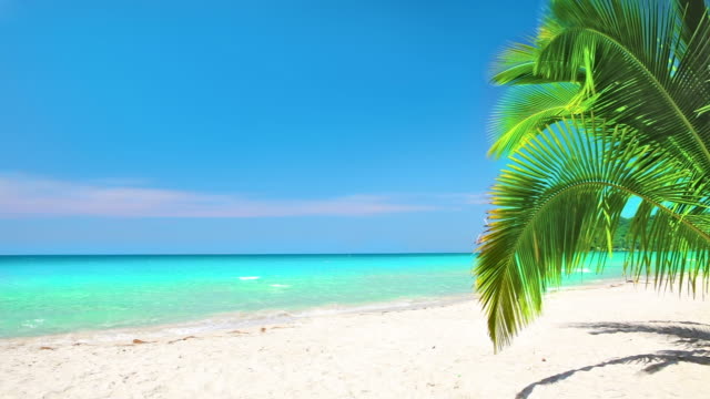Palm bush on the beach