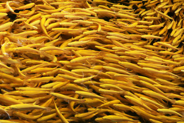 goldforellen (oncorhynchus aguabonita) - fish farm fish circle swimming zdjęcia i obrazy z banku zdjęć