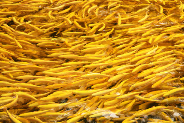 goldforellen (oncorhynchus aguabonita) - fish farm fish circle swimming zdjęcia i obrazy z banku zdjęć