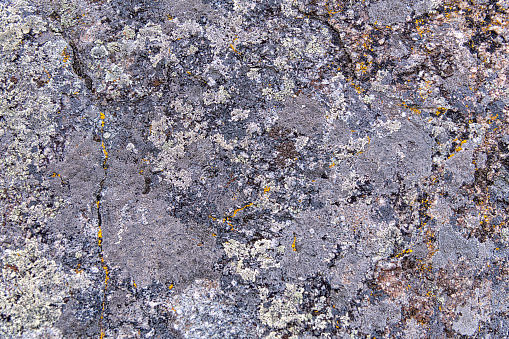 The shapes, textures and colors of the lichens and moss covering this natural granite boulder located in the Devil's Tower National Monument, Wyoming.
