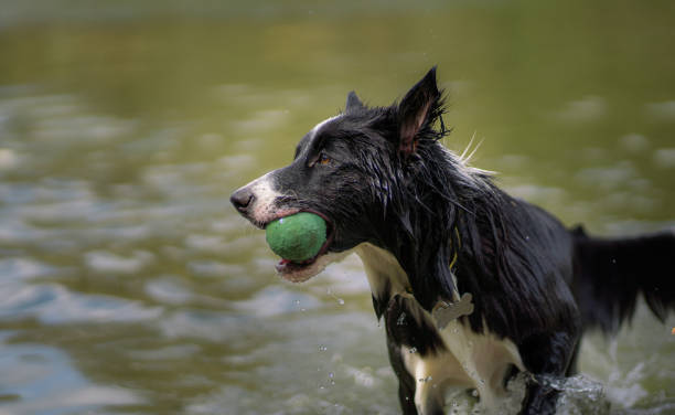 istock wet dog with ball in a lake 1296763734