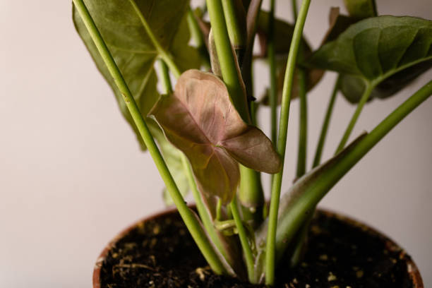 istock Close up of pink arrowhead vine leaf. 1296764722