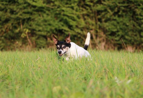 istock a small jack russell terrier is running in the park 1296764768