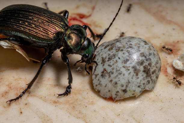 Adult Caterpillar hunter Beetle Adult Caterpillar hunter Beetle of the species Calosoma alternans carabina stock pictures, royalty-free photos & images