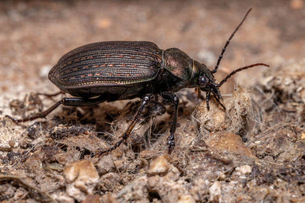 Adult Caterpillar hunter Beetle Adult Caterpillar hunter Beetle of the species Calosoma alternans eating cat feces carabina stock pictures, royalty-free photos & images