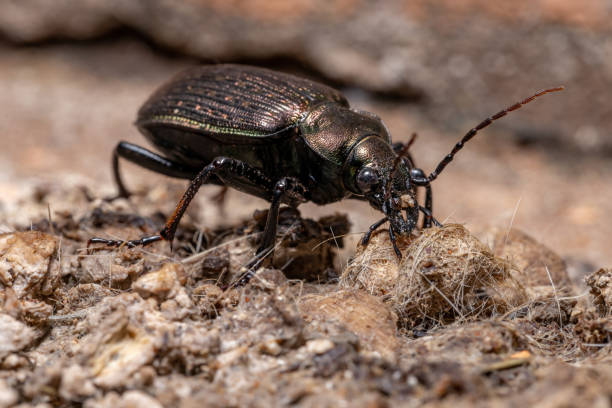 Adult Caterpillar hunter Beetle Adult Caterpillar hunter Beetle of the species Calosoma alternans eating cat feces carabina stock pictures, royalty-free photos & images