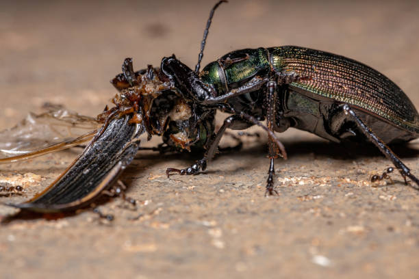 Adult Caterpillar hunter Beetle Adult Caterpillar hunter Beetle of the species Calosoma alternans doing cannibalism carabina stock pictures, royalty-free photos & images