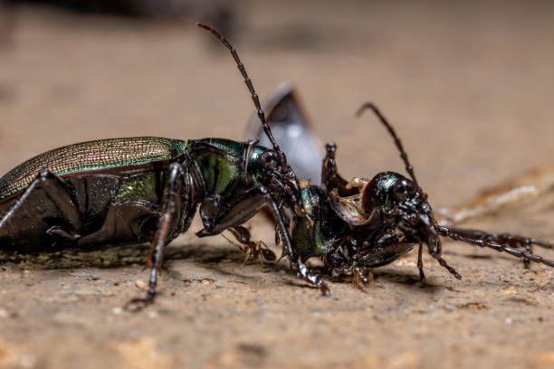 Adult Caterpillar hunter Beetle Adult Caterpillar hunter Beetle of the species Calosoma alternans doing cannibalism carabina stock pictures, royalty-free photos & images