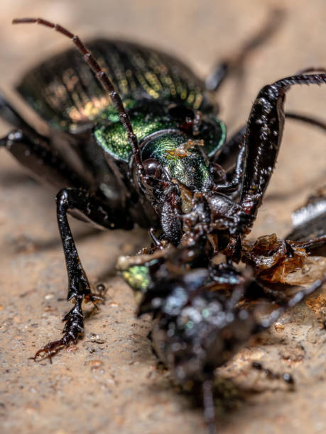 Adult Caterpillar hunter Beetle Adult Caterpillar hunter Beetle of the species Calosoma alternans doing cannibalism carabina stock pictures, royalty-free photos & images