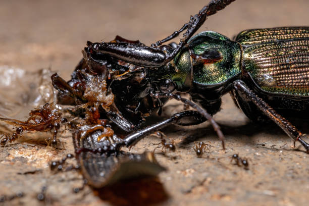 Adult Caterpillar hunter Beetle Adult Caterpillar hunter Beetle of the species Calosoma alternans doing cannibalism carabina stock pictures, royalty-free photos & images