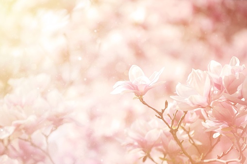 Magnolia flowers background