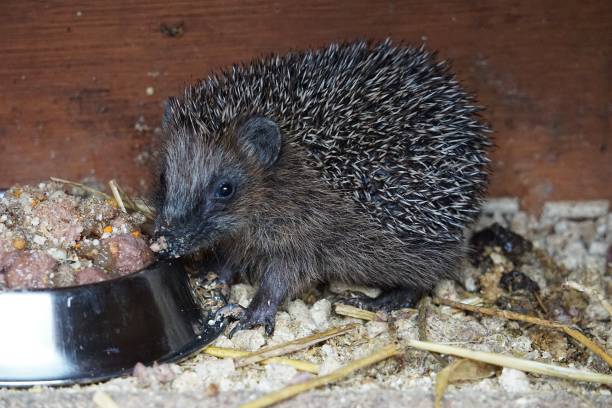 istock a small eating hedgehog in the barn 1296767384