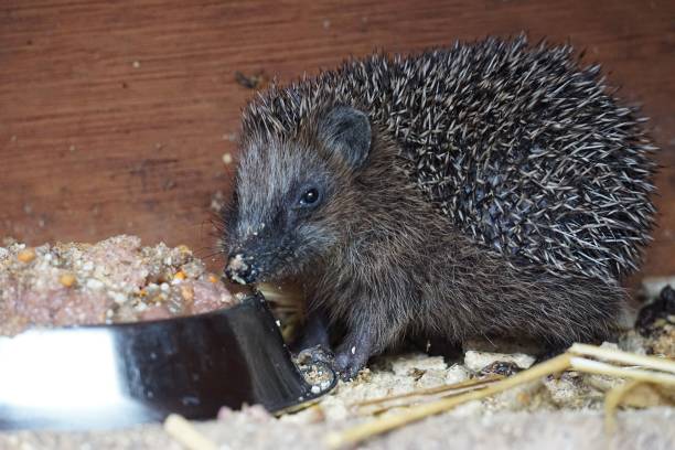 istock a small eating hedgehog in the barn 1296767392