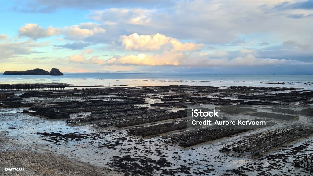 Oyster bed in Cancale, in Brittany, France Oyster Bed Stock Photo