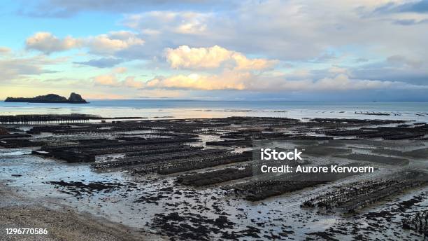 Oyster Bed In Cancale In Brittany France Stock Photo - Download Image Now - Oyster Bed, Agricultural Activity, Agriculture