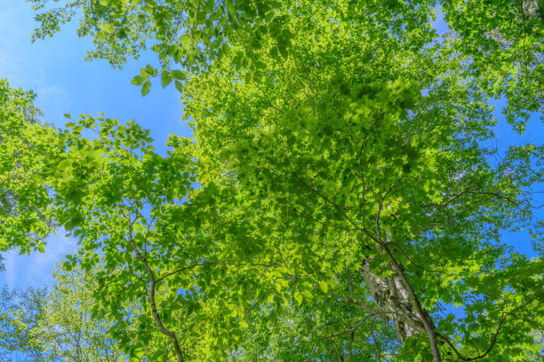 istock Forest in Oze National Park 1296771693