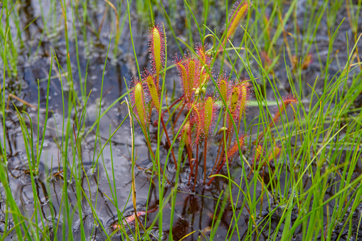 Alpine plants in Oze (Scientific name:Drosera anglica).Oze is a national park and most well known features are the Ozegahara Marshland and the Ozenuma Pond.