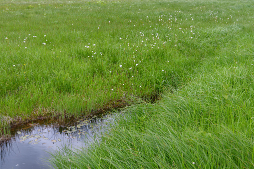 Azami Marsh in Oze National Park.Oze is a national park and most well known features are the Ozegahara Marshland and the Ozenuma Pond.