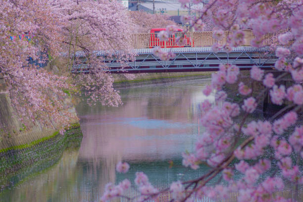 istock Firewood Tabase wrapped in cherry (Ooka River Promenade) 1296772439