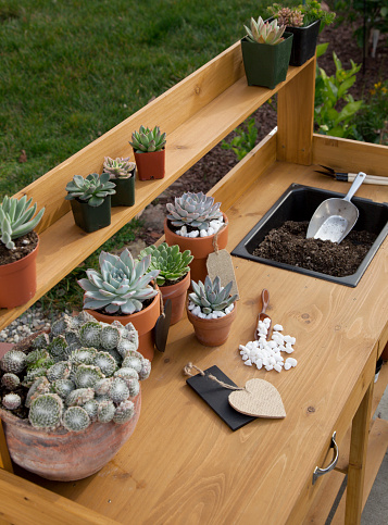 Closeup of assorted succulent plants and clay pots on garden bench ready for planting season.