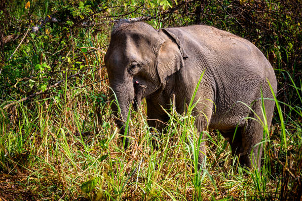 istock Asian Elephant (Elephas maximus) It is a Big mammal 1296774351