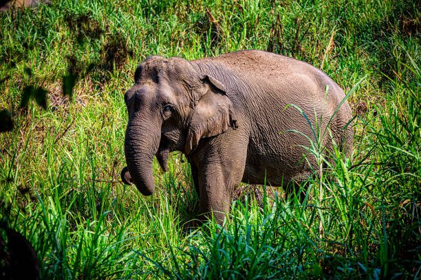 Asian Elephant (Elephas maximus) It is a Big mammal Asian Elephant (Elephas maximus) It is a Big mammal with green grass in the trunk. indian elephant stock pictures, royalty-free photos & images