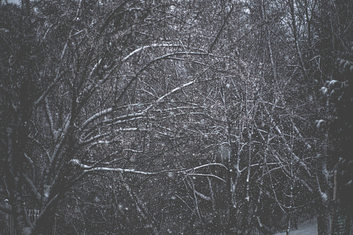 Bottom of branches in winter, dark
