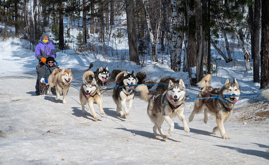Listvyanka, Russia : 04-03-2020 : Dog sledding it is a fantastic way to experience the beauty of nature in winter season.