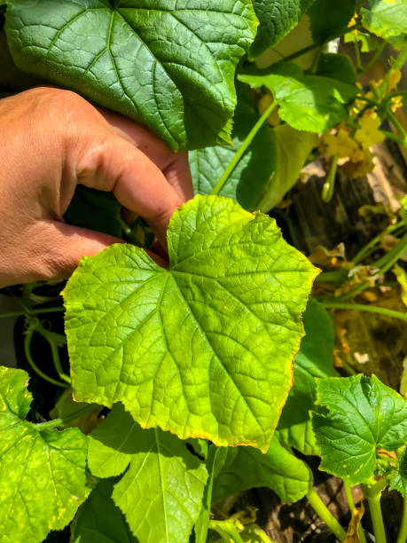 istock Seedlings of cucumbers in the spring in pots 1296777975
