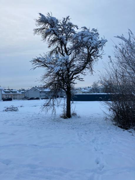 istock Winter wonderland 1296781250
