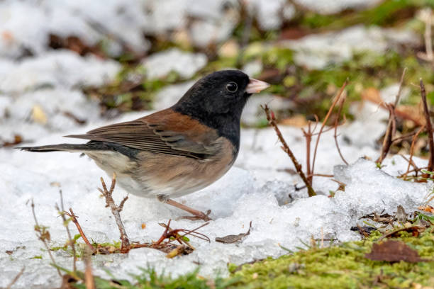 istock Dark-eyed Junco on snow ground 1296783265