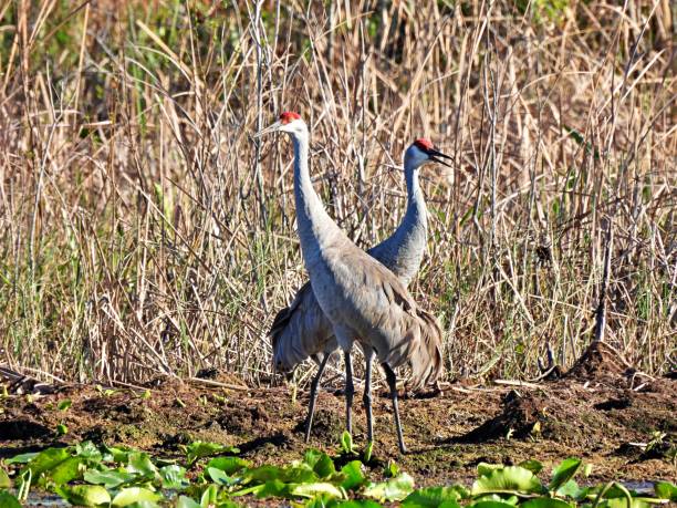 istock Sandhill Cranes (Grus Canadensis) in the Florida wetlands 1296783394