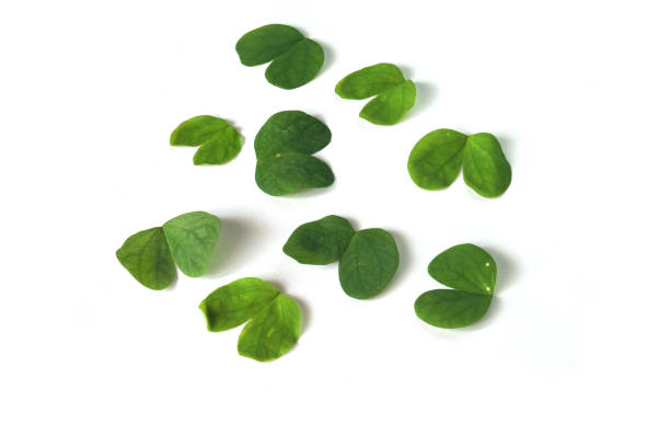 istock Bauhinia acuminata Rounded Green leaves on white background 1296783462