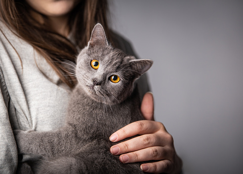 Photograph of a gray cat and its owner on a gray background.